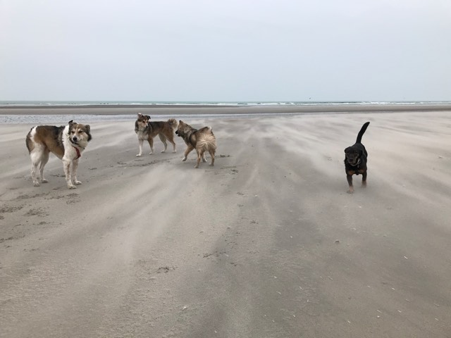 vacance baie de somme avec chien