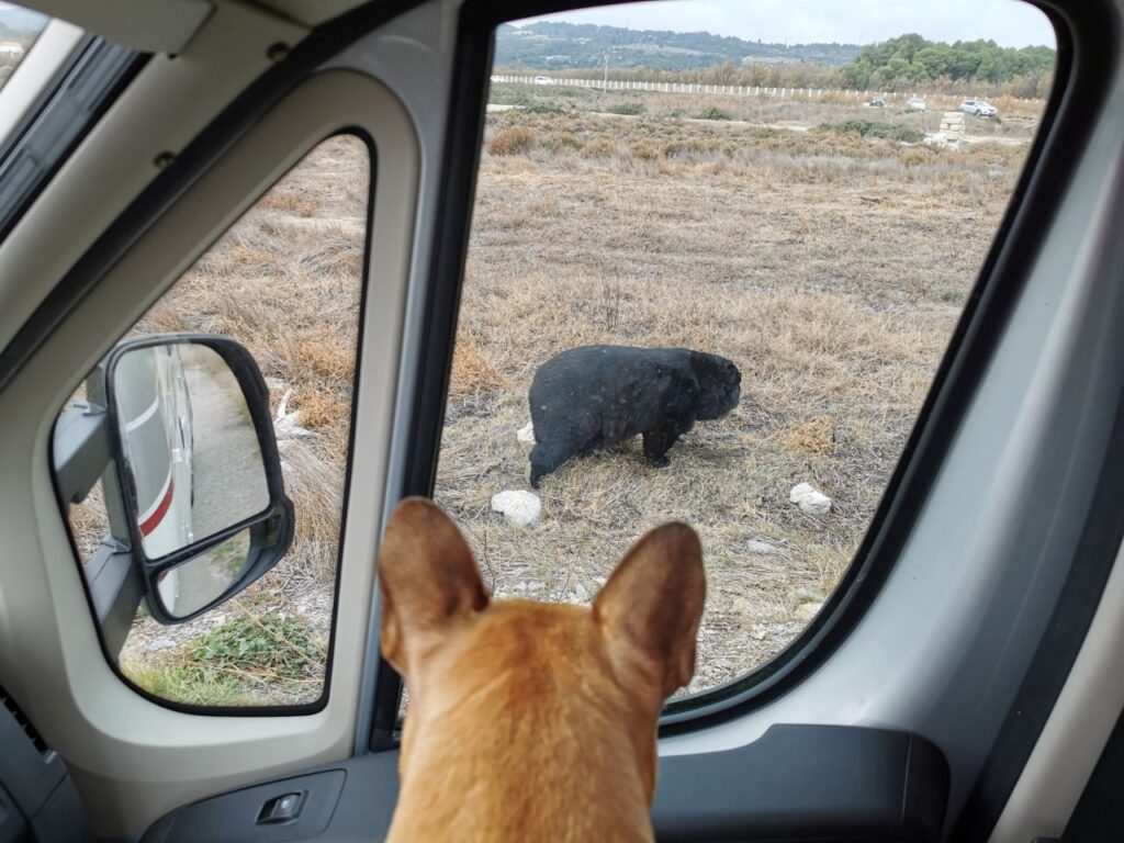 aude avec chien activité dogfriendly