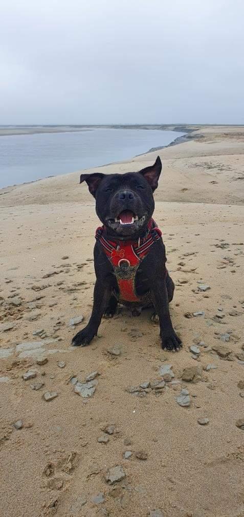 chien à la plage à fort-mahon