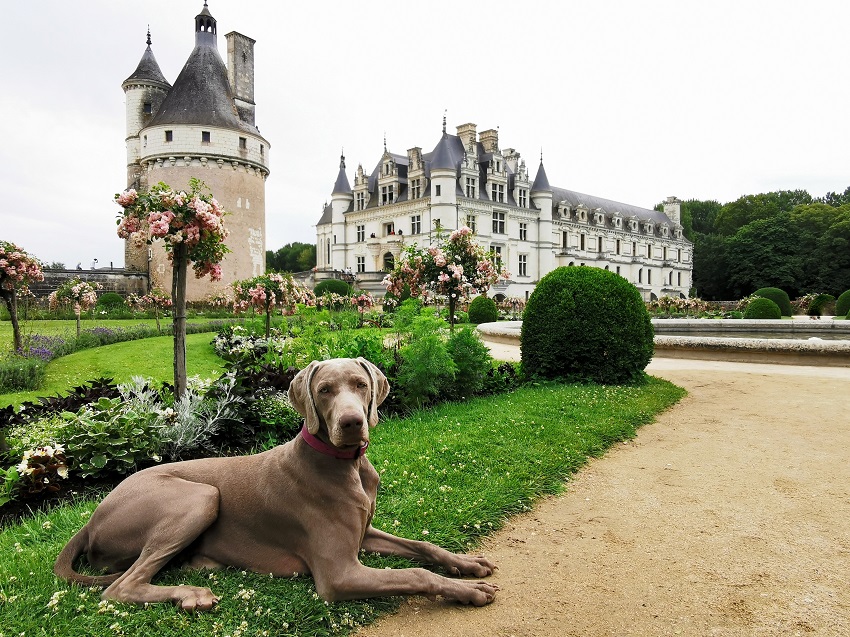 visiter avec un chien chenonceau