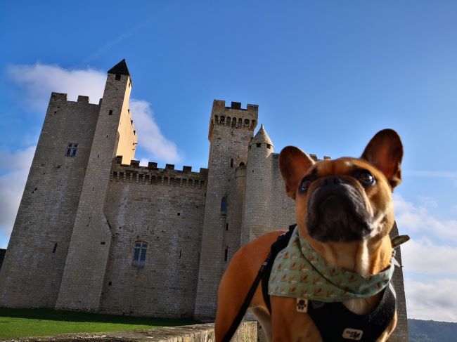 Visiter avec votre chien