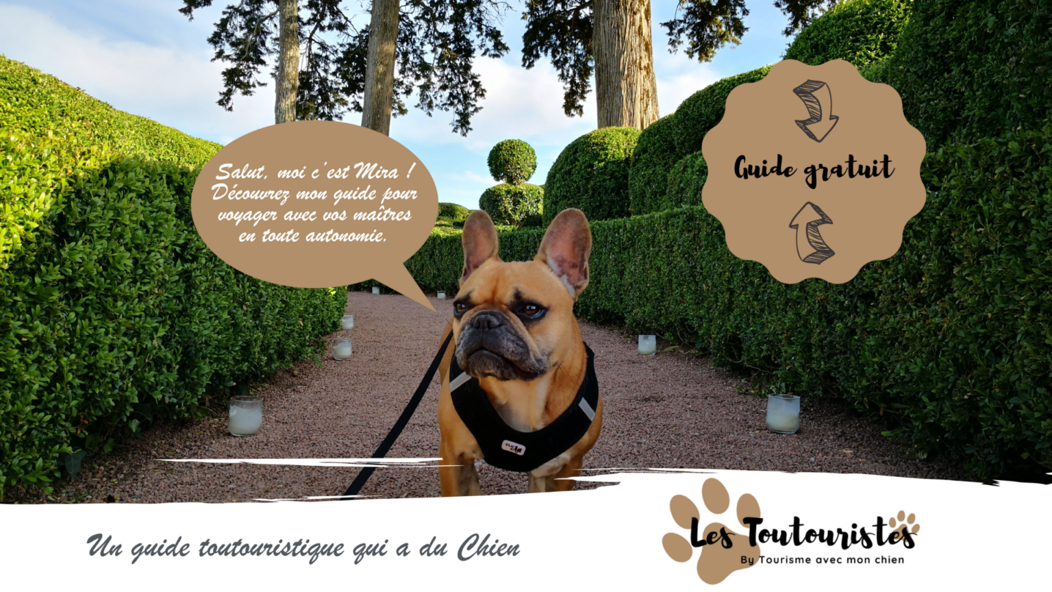 voyager avec un chien en train