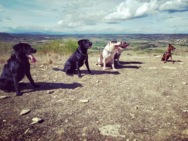 Randonnées dans le Gard avec un chien  Tourisme avec mon chien