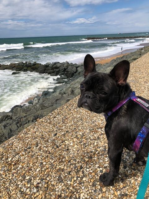 Les vacances en Pays basque avec un chien