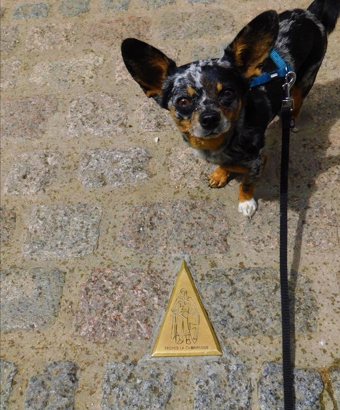 visite centre historique troyes avec chien