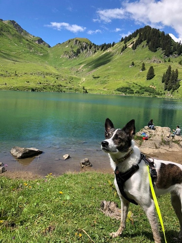 chien voyage en suisse