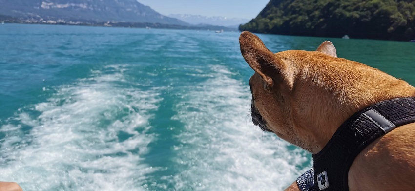 bateau aix les bains avec chien