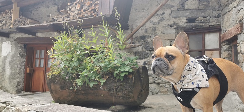 bonneval sur arc avec chien