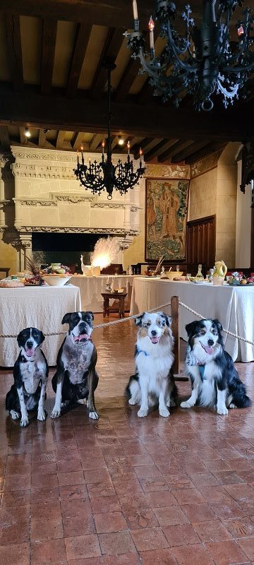 chien qui visite chateau de la loire en touraine