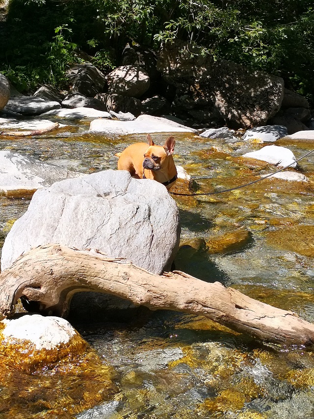 chien qui se baigne en savoie