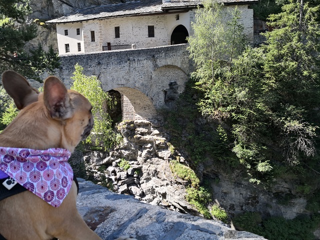 chien qui visite la savoie