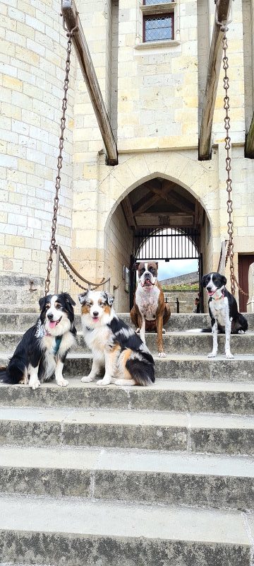 chien qui visite le chateau de langeais en touraine