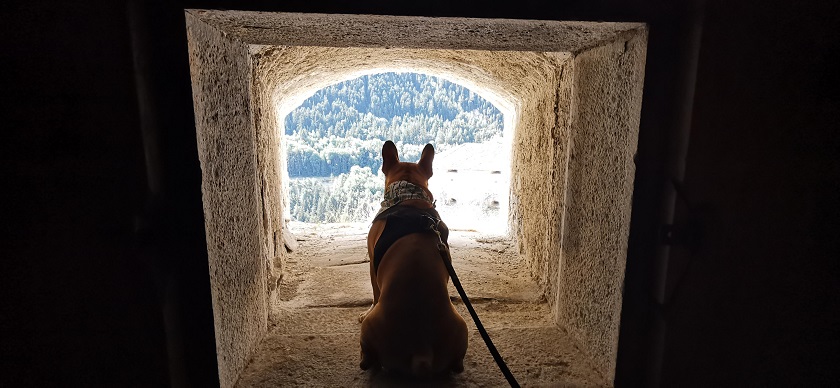 chien qui visite le fort victor emmanuel