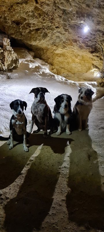 grottes pétrifiantes avec chien
