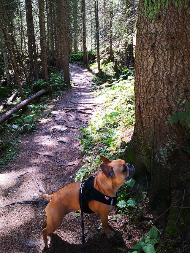 promenade en forêt avec son chien en savoie