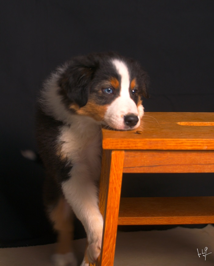 le métier d'éducateur canin