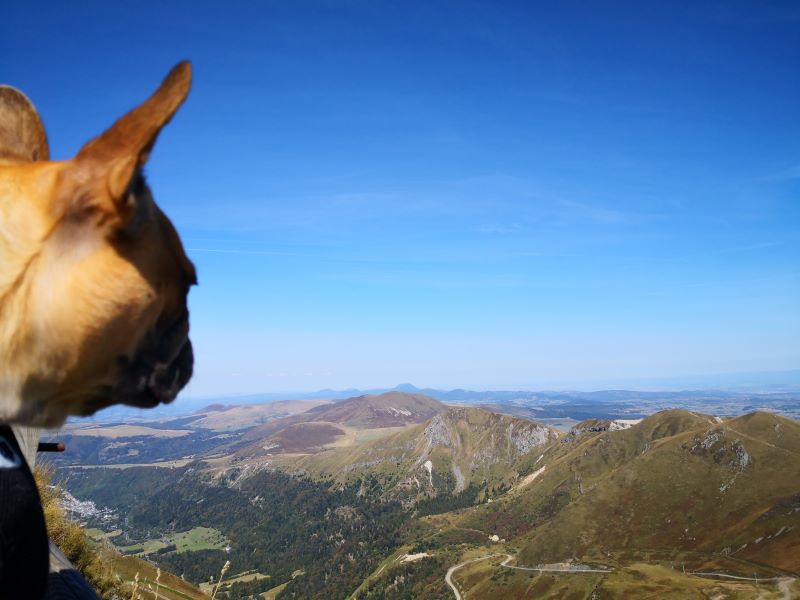 le sancy avec votre chien