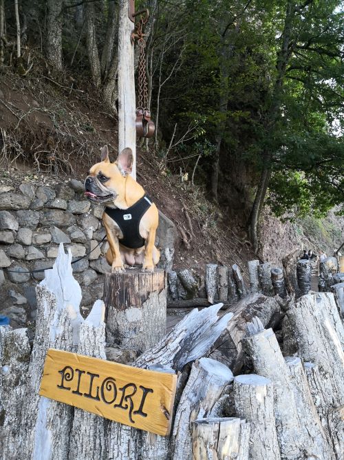 visite des grottes de jonas avec chien