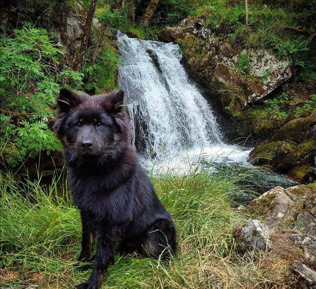 cascades d'auvergne avec votre chien