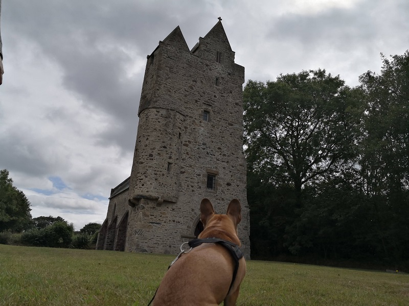 chien qui fait du toutourisme