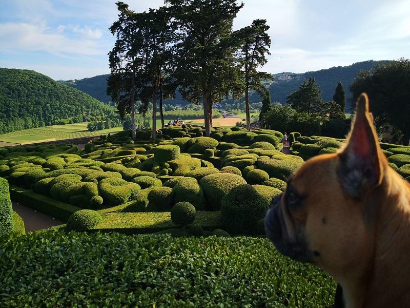 visite jardin avec chien