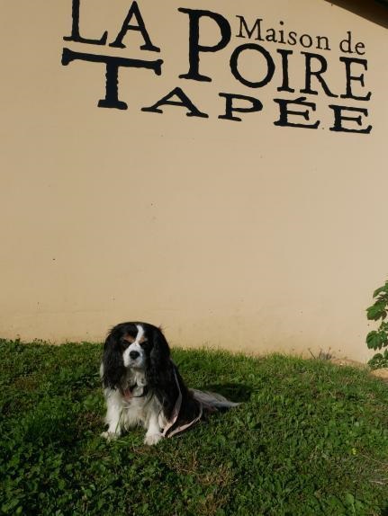 la maison de la poire tapée avec chien