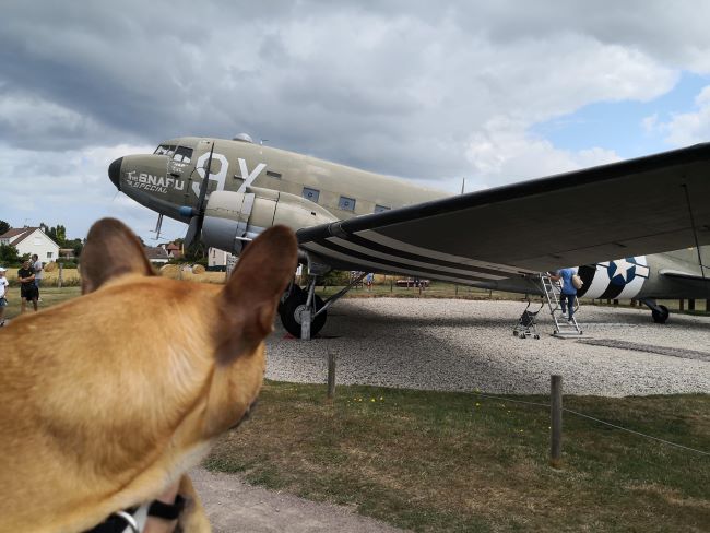 découvrir le calvados avec un chien