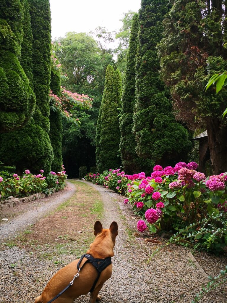 visite chien autorisé en normandie