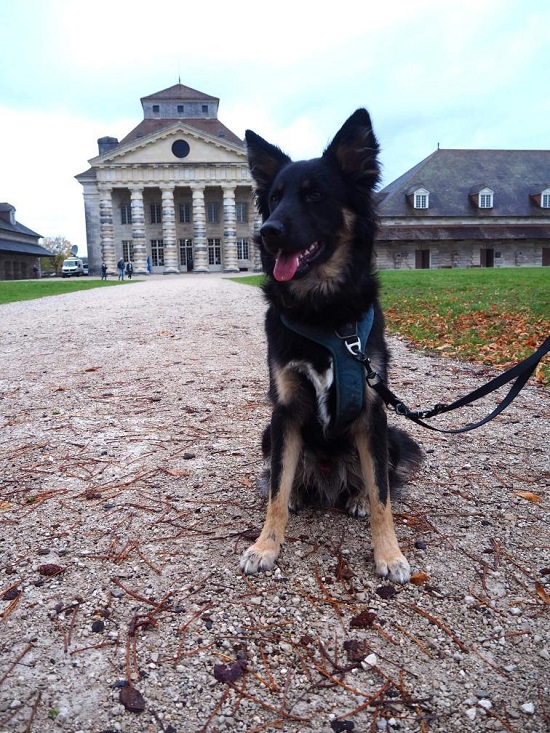 visiter arc et senans avec chien