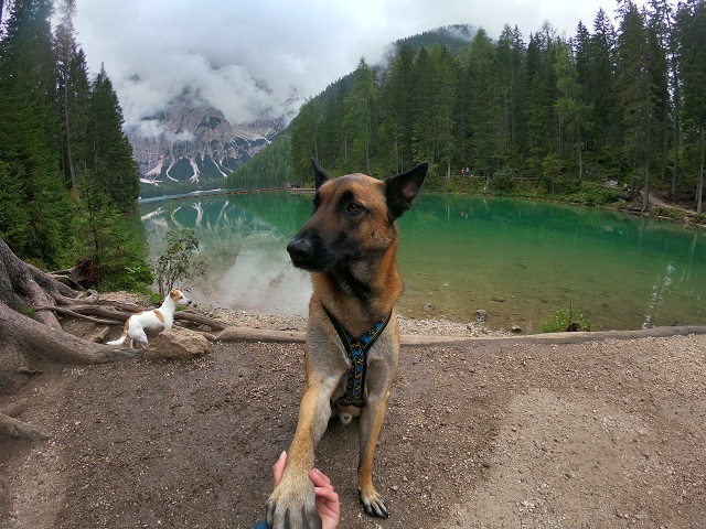 lac de braie avec chien