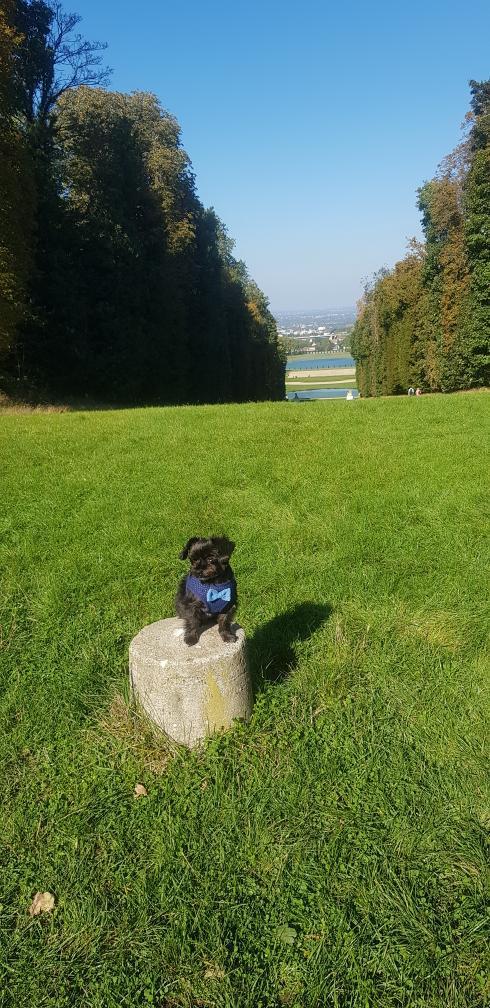 découvrir la région parisienne avec un chien