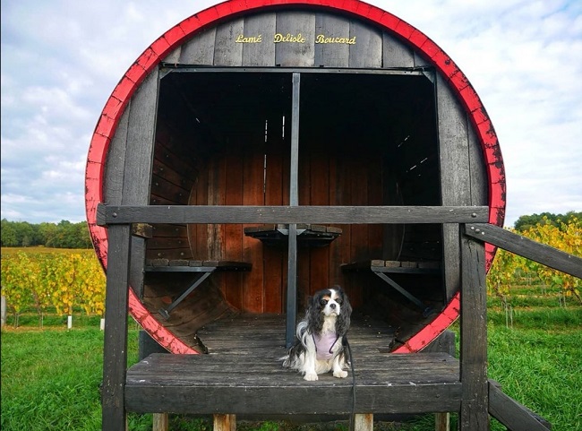 mont-sigou avec chien