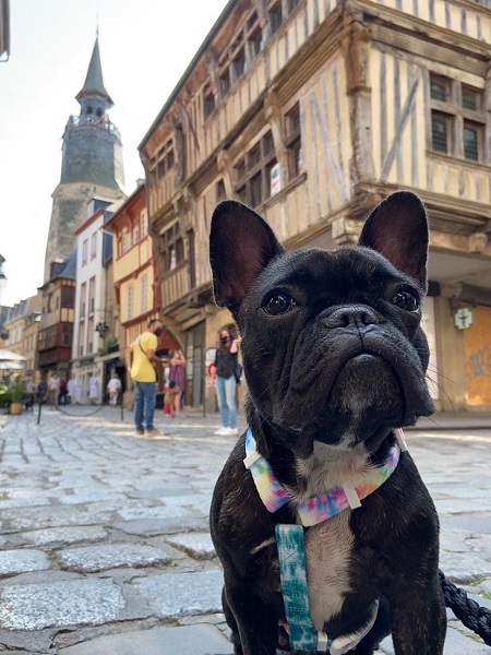 vacance avec chien en bretagne