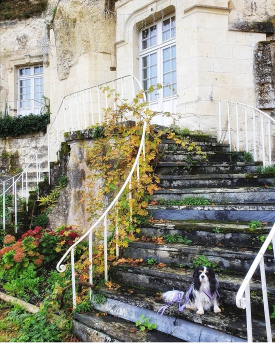 visite oenotourisme avec chien en touraine