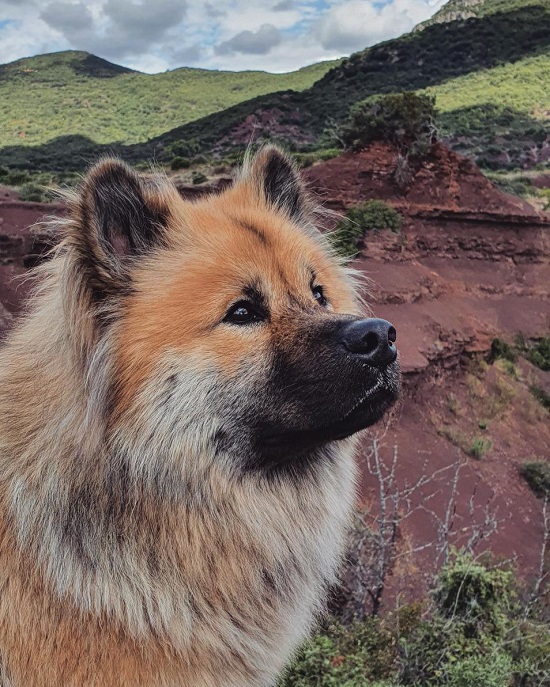 chien en vacance dans l'hérault