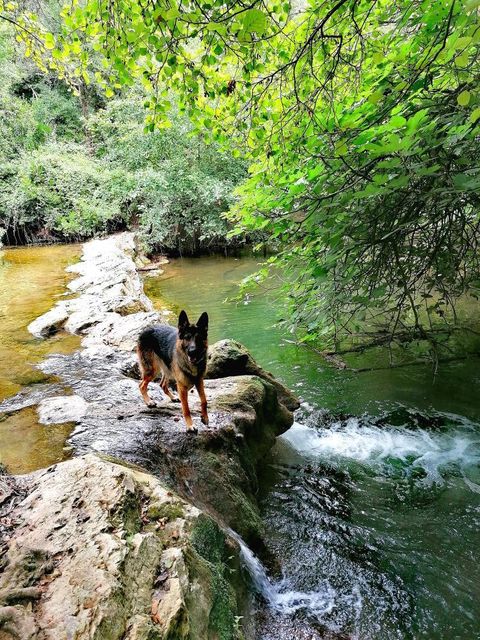 tourisme avec mon chien dans les alpes maritimes