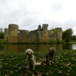 chien qui visite un chateau en vendée