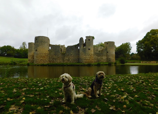 chien qui visite un chateau en vendée