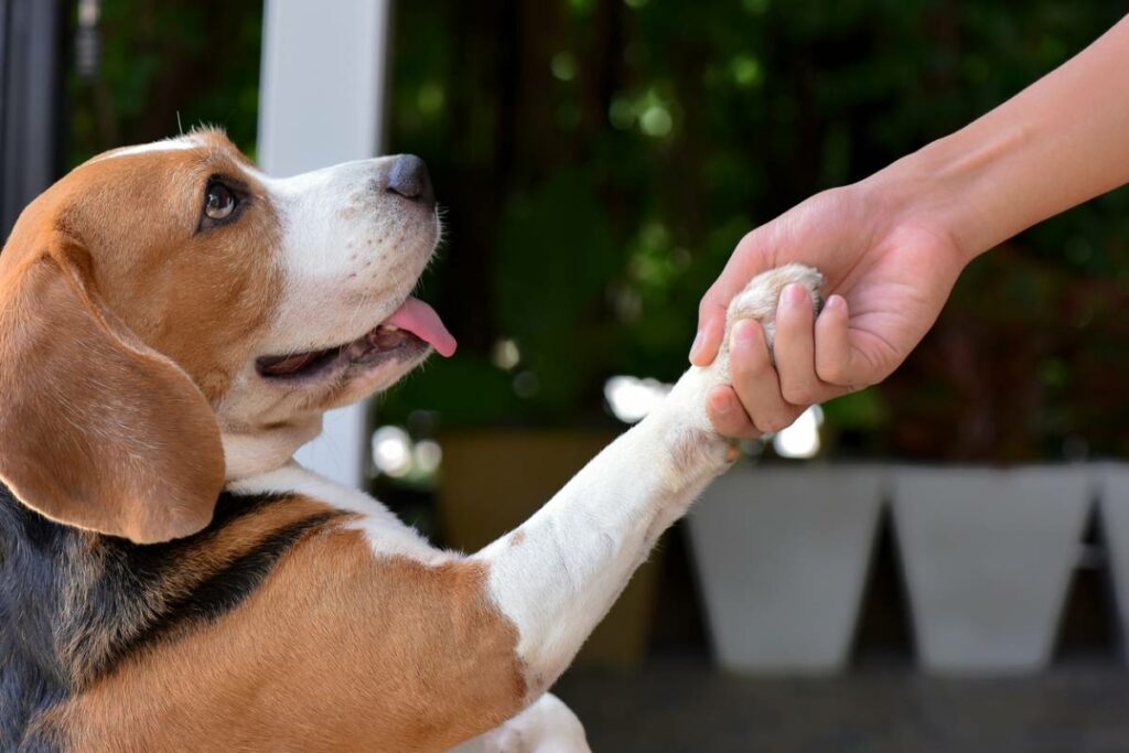 L’assurance animaux est-elle nécessaire ?