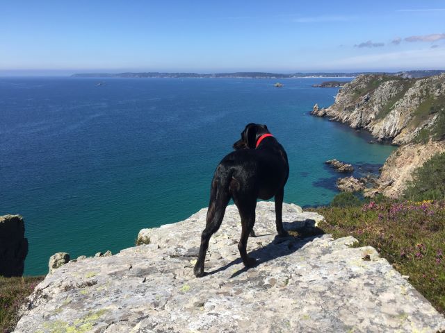 Les plus belles randonnées à faire avec un chien en Bretagne