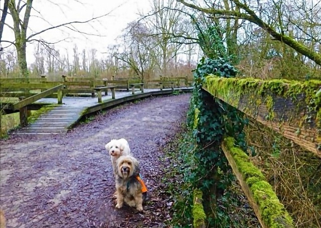 parc de la deûle avec chien