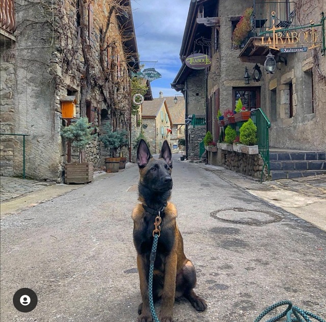 cité médiévale avec chien yvoire haute savoie