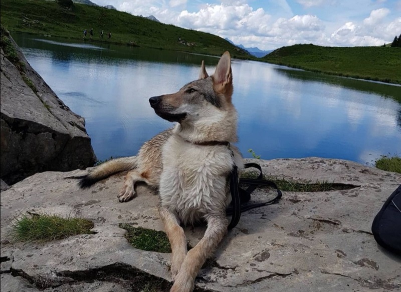 balade lac des fées avec chien