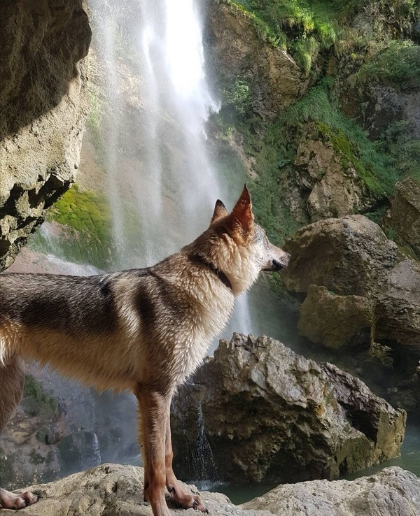 cascade de couz avec chien