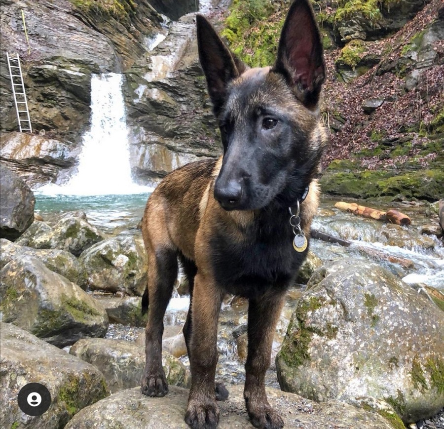 cascade de nyon avec chien haute-savoie