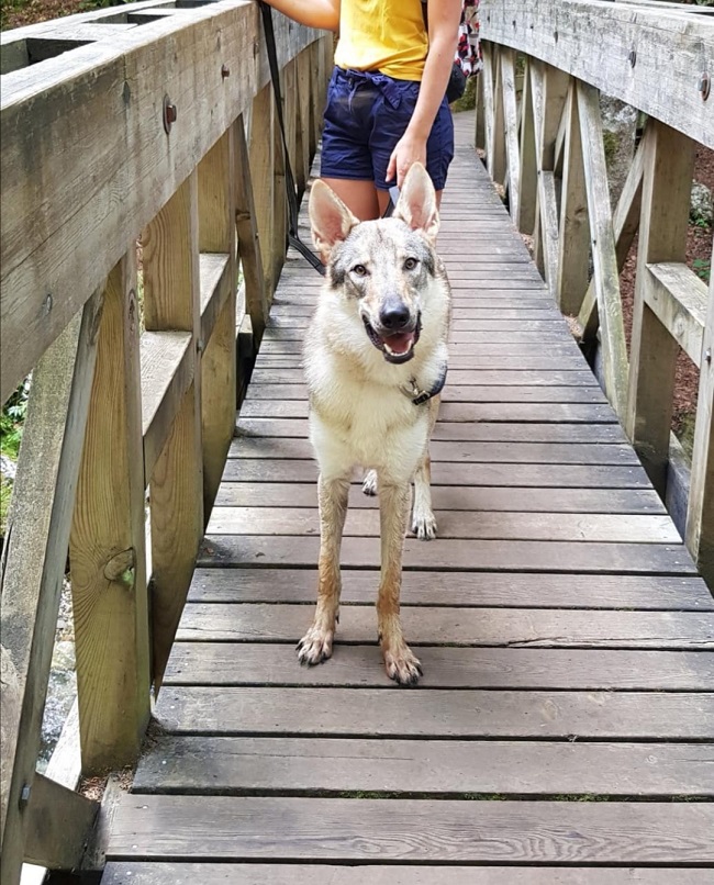 chien qui fait une randonnée en savoie au cirque de saint-même