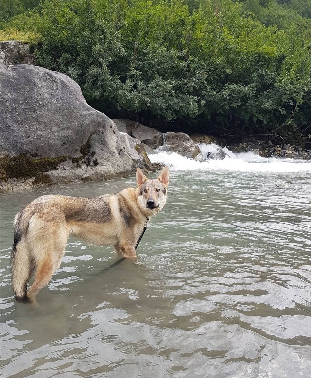 chien qui randonne au barrage de la gittaz