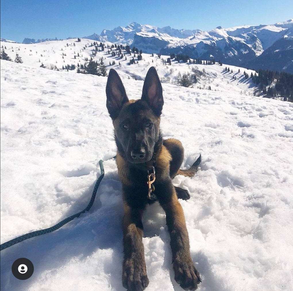 col de joux tourisme avec mon chien haute-savoie