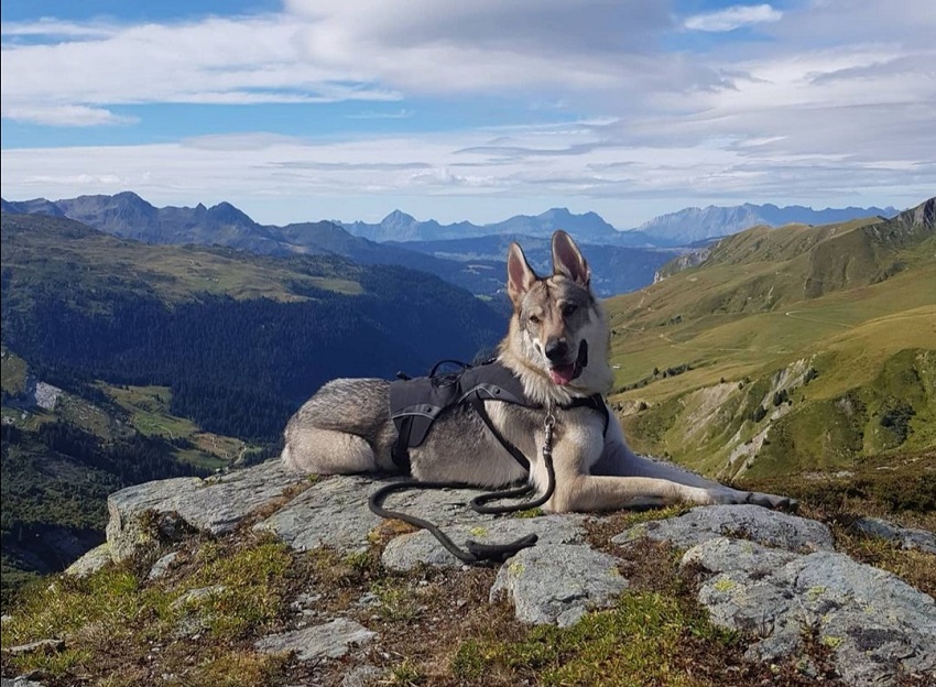 croix du berger avec chien