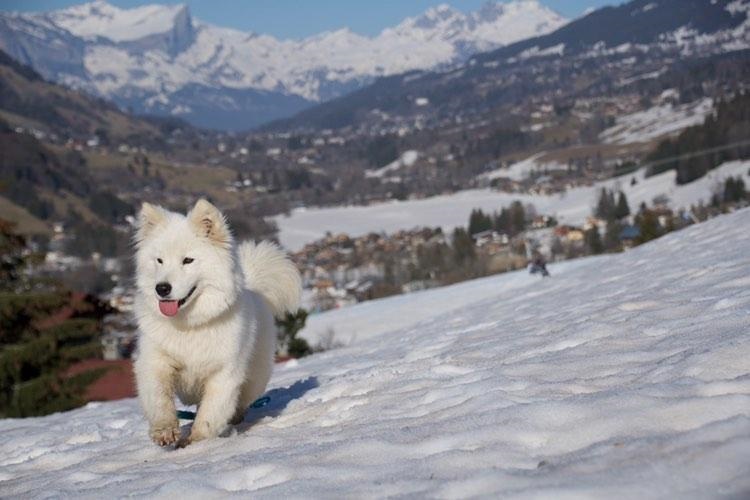 Praz-sur-Arly